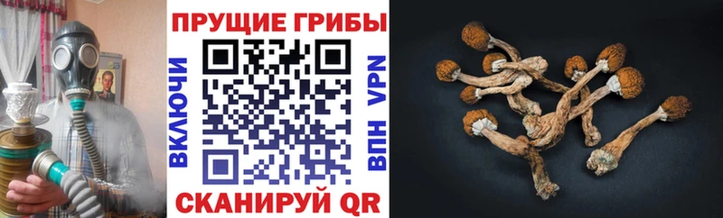 Псилоцибиновые грибы Psilocybe  Купить  Сланцы 